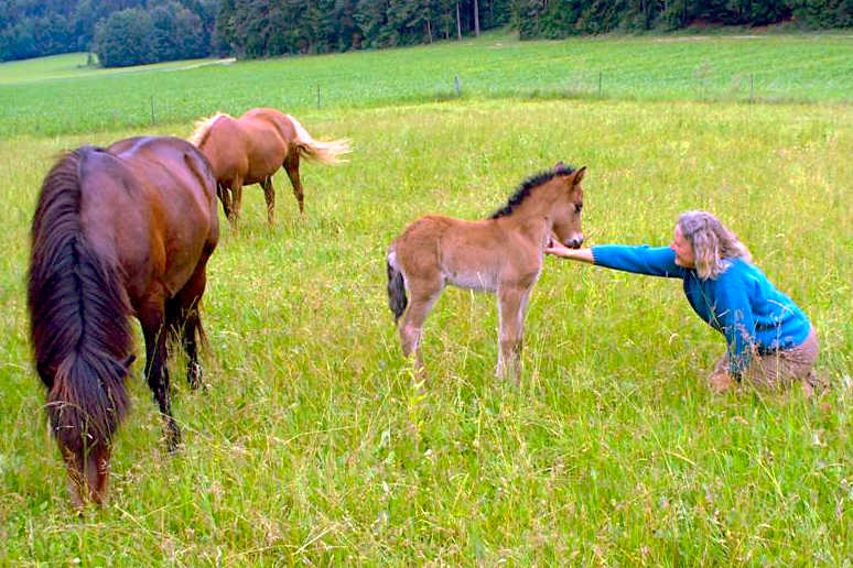 Orri mit Fohlen Gleisa